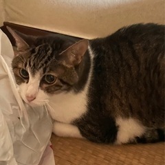 飼い主を待ってた猫ちゃん - 荒尾