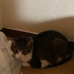 飼い主を待ってた猫ちゃん - 猫