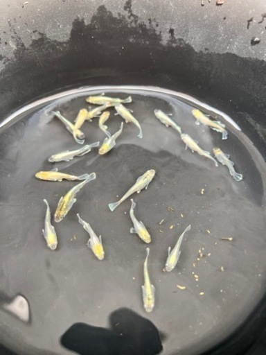 メダカ生育引退！　メダカ生体100匹以上！ブロアー付き！