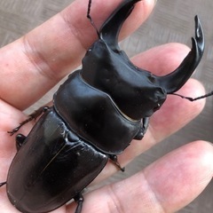 オオクワガタ　初齢〜2齢　幼虫5頭　能勢SR