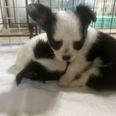 募集・犬のお世話、掃除、洗濯、軽作業