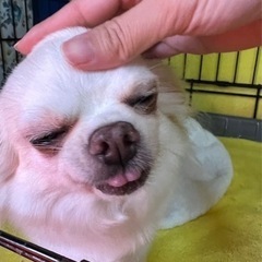 募集・犬のお世話、掃除、洗濯、軽作業の画像