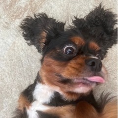 募集・犬のお世話、掃除、洗濯、軽作業の画像