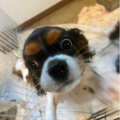 募集・犬のお世話、掃除、洗濯、軽作業の画像