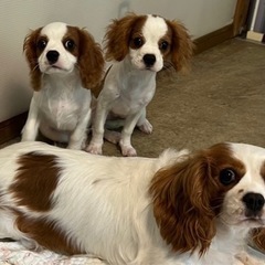 募集・犬のお世話、掃除、洗濯、軽作業の画像