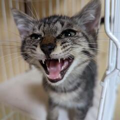 里親募集します。生後３ヶ月です。