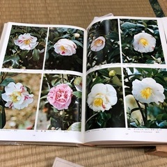 現代椿集　日本ツバキ協会編　冨成忠夫写真の画像