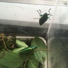 ヤマトタマムシ　2匹