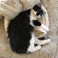 千葉県四街道市迷い猫 - 四街道市