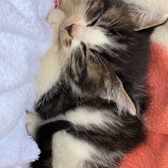 子猫姉妹