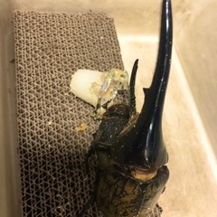 取引中 残り1ペアのみ 容器付き ヘラクレスオオカブト 幼虫
