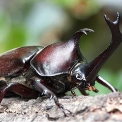 国産カブトムシ あげます。
