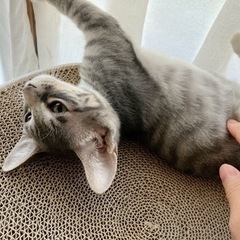 応募多数の為受付停止中