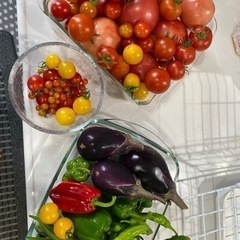 夏野菜 トマト中心