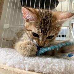 可愛い子猫です。 - 猫