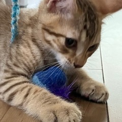 可愛い子猫です。 - 浦安市