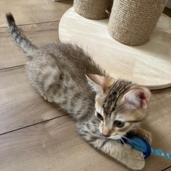 可愛い子猫です。 − 千葉県