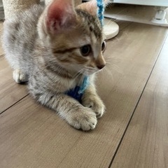 可愛い子猫です。の画像