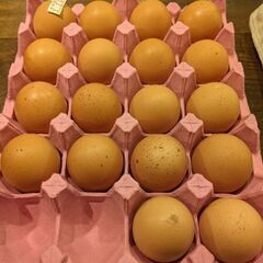 【住み込み】養鶏場でタマゴの仕分け【永和駅】