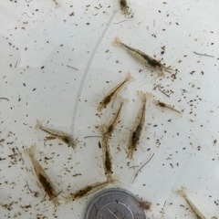 ミナミヌマエビ　　🦞