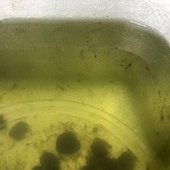 ミナミヌマエビ  30匹(+α)  の画像