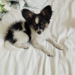 仔犬の里親募集します