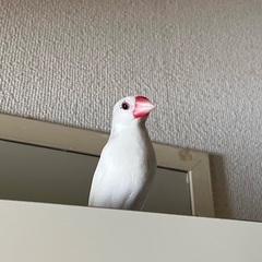 白文鳥お譲りします