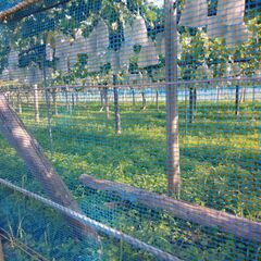 ブドウ畑 借地300坪 そのまま譲ります