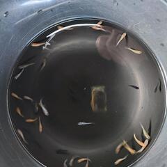 メダカ色々 幼魚の画像