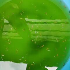 メダカ色々 幼魚