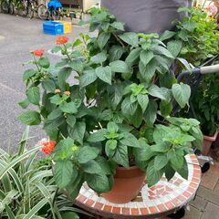 植物　ランタナ