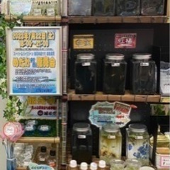 🐟.*｡ ﾟ【城めだか】本日のラインナップ🐟.*｡ ﾟ