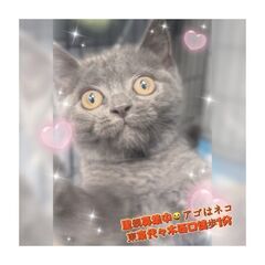 ブリティッシュショートヘア　 アゴはネコにて里親募集　