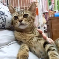 甘えっ子さんの子猫です♪