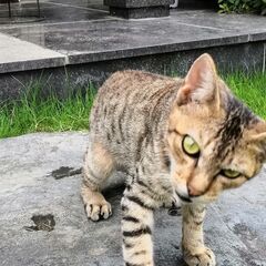 茶トラ、雄（オス）、生後5か月～半年 - 猫