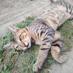 茶トラ、雄（オス）、生後5か月～半年 - 中央市