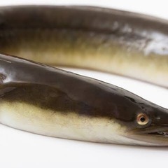 ウナギ釣り