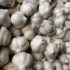 【青森県産】にんにく福地ホワイト六片　白玉王の画像