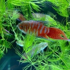 琉球闘魚