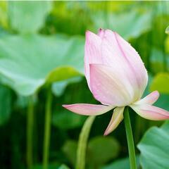 女性限定　蓮の花見にいきませんか？ - 熊本市