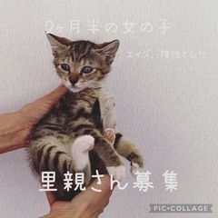 愛媛⑥2ヶ月半　キジトラちゃん