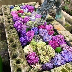 紫陽花あげます！| 22・23限定 | 切り花| 観賞用 | 挿...