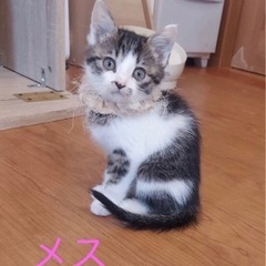 現在トライアル中！里親募集(オスとメス)