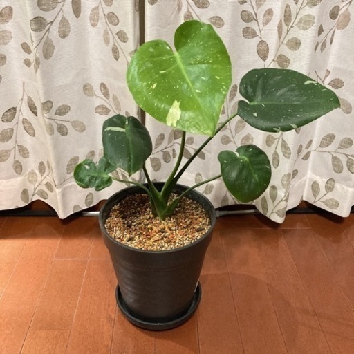 観葉植物 モンステラ マーブル柄 白斑入り 高さ50センチ