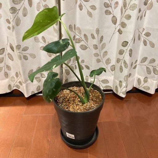 観葉植物 モンステラ マーブル柄 白斑入り 高さ50センチ 