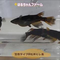 はるちゃんファ～ム展示即売会！