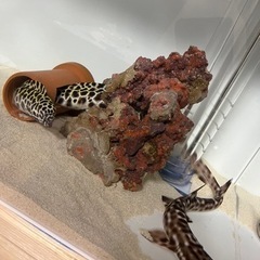 コーラルキャットシャーク　サメの画像