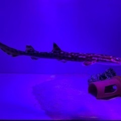 コーラルキャットシャーク　サメの画像