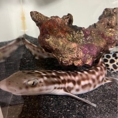 コーラルキャットシャーク　サメ