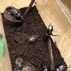 採れたて！国産カブトムシ⭐︎の画像